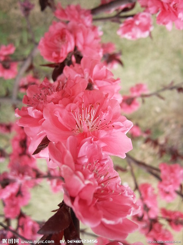 Florile acoperite de zăpadă din China, poezii de parfumuri