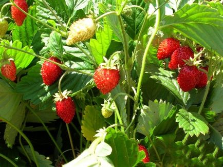 Wild căpșuni - simptome și tratamente de remedii folk la domiciliu