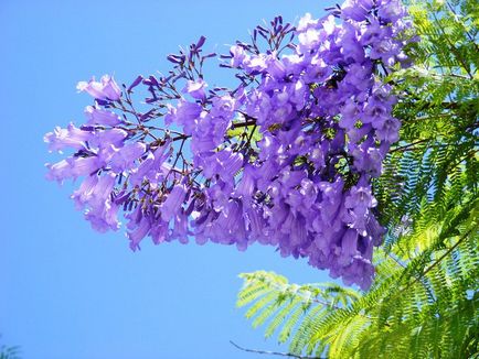 Jacaranda este un pom care dă frumusețe și aduce noroc.