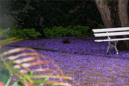 Jacaranda este un pom care dă frumusețe și aduce noroc.