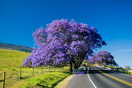 Jacaranda este un pom care dă frumusețe și aduce noroc.