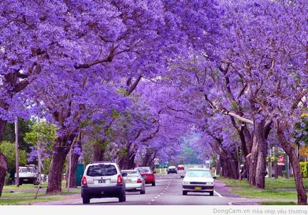 Jacaranda este un pom care dă frumusețe și aduce noroc.