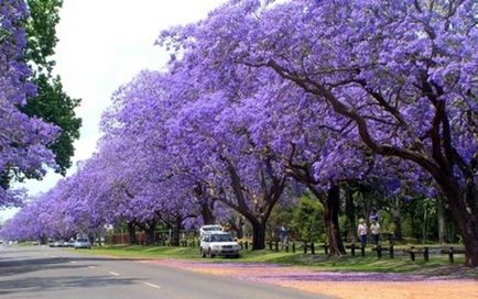 Jacaranda este un pom care dă frumusețe și aduce noroc.