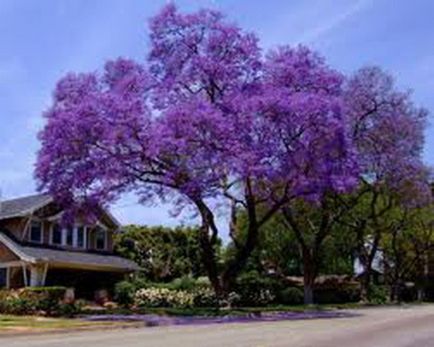 Jacaranda este un pom care dă frumusețe și aduce noroc.