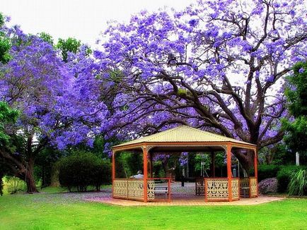 Jacaranda este un pom care dă frumusețe și aduce noroc.