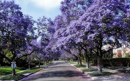 Jacaranda este un pom care dă frumusețe și aduce noroc.