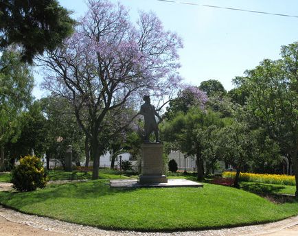 Jacaranda este un pom care dă frumusețe și aduce noroc.