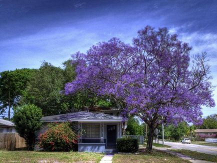 Jacaranda - дърво, като красота и донесе късмет