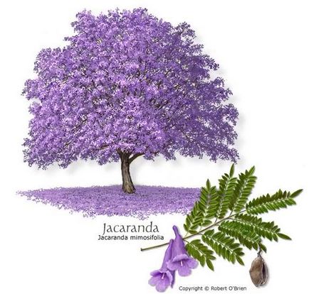 Jacaranda este un pom care dă frumusețe și aduce noroc.