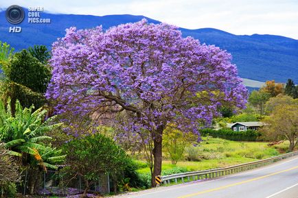 Jacaranda este un pom care dă frumusețe și aduce noroc.