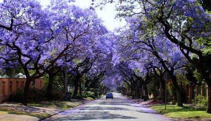 Jacaranda este un pom care dă frumusețe și aduce noroc.