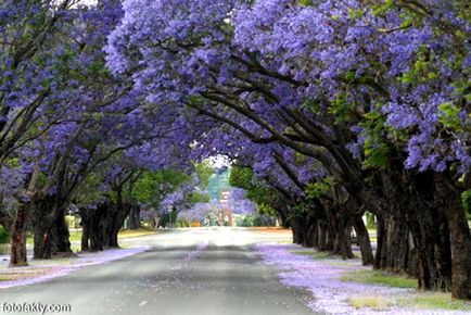 Jacaranda este un pom care dă frumusețe și aduce noroc.