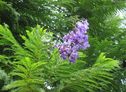 Jacaranda este un pom care dă frumusețe și aduce noroc.