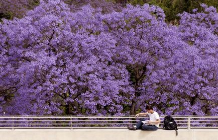 Jacaranda este un pom care dă frumusețe și aduce noroc.