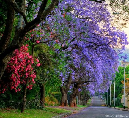 Jacaranda este un pom care dă frumusețe și aduce noroc.