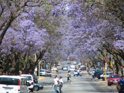 Jacaranda - дърво, като красота и донесе късмет