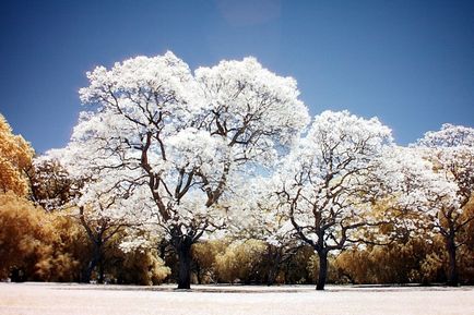 Jacaranda este un pom care dă frumusețe și aduce noroc.