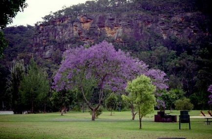 Jacaranda este un pom care dă frumusețe și aduce noroc.