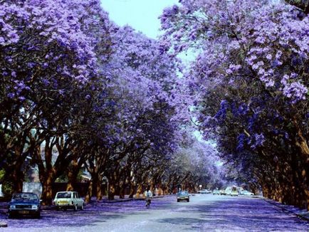 Jacaranda este un pom care dă frumusețe și aduce noroc.