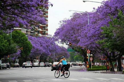 Jacaranda este un pom care dă frumusețe și aduce noroc.