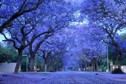 Jacaranda este un pom care dă frumusețe și aduce noroc.