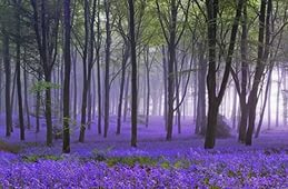 Jacaranda este un pom care dă frumusețe și aduce noroc.