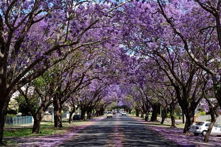 Jacaranda este un pom care dă frumusețe și aduce noroc.