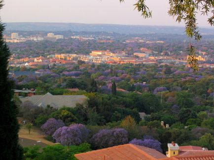 Jacaranda este un pom care dă frumusețe și aduce noroc.