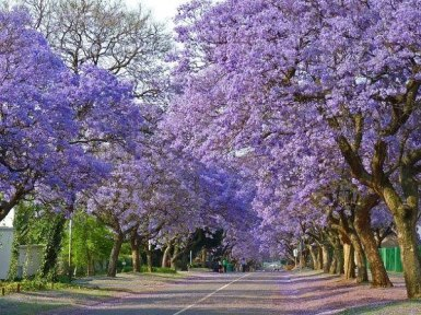 Jacaranda este un pom care dă frumusețe și aduce noroc.