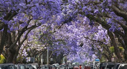 Jacaranda este un pom care dă frumusețe și aduce noroc.