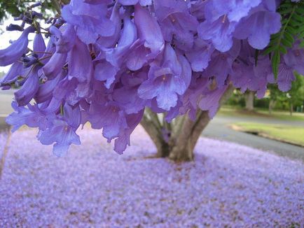 Jacaranda este un pom care dă frumusețe și aduce noroc.