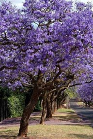 Jacaranda este un pom care dă frumusețe și aduce noroc.