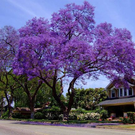 Jacaranda este un pom care dă frumusețe și aduce noroc.