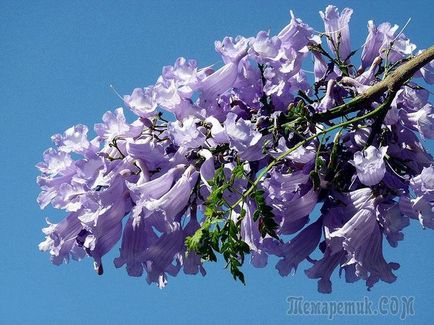 Жакаранда - фіалкові дерево росте в росії