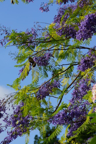 Jacaranda mimosa (copac violet) îngrijire, fotografie