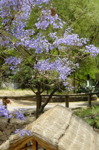 Jacaranda mimosa (copac violet) îngrijire, fotografie