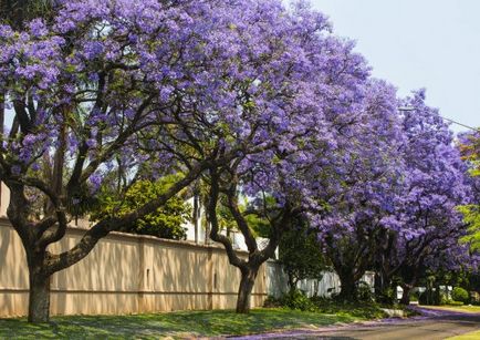 Jacaranda (pomul de trandafir) îngrijire, fotografie