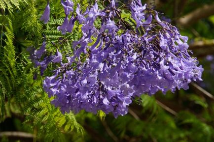 Jacaranda (pomul de trandafir) îngrijire, fotografie