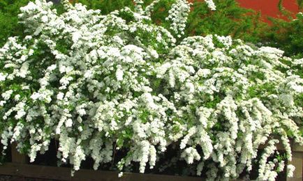 Хеджиране на сив или японски Spiraea