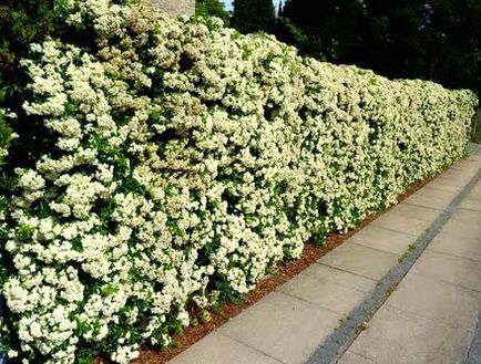 Hedge szürke vagy japán gyöngyvessző