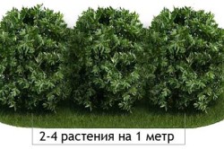 Жива огорожа з спіреї прикрасить ваш сад