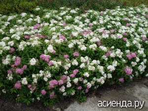 Festői sövények és határainak gyöngyvessző