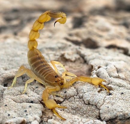 Desert Animals - Hardy și Hardworking