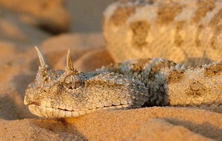 Desert Animals - Hardy și Hardworking