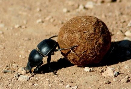 Desert Animals - Hardy și Hardworking