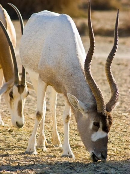 Desert Animals - Hardy și Hardworking