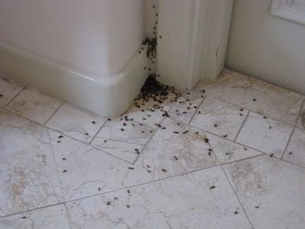 Bugs în baie 5 moduri de a scăpa de insecte