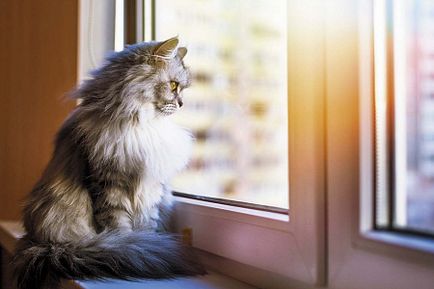 Журнал друг (кішки) жовтень 2016, один - сайт-портал для любителів домашніх тварин
