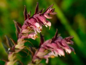 Zubchatka plante medicinale târziu, aplicare, fotografie a denticle