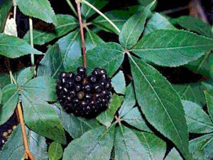 Zubchatka plante medicinale târziu, aplicare, fotografie a denticle